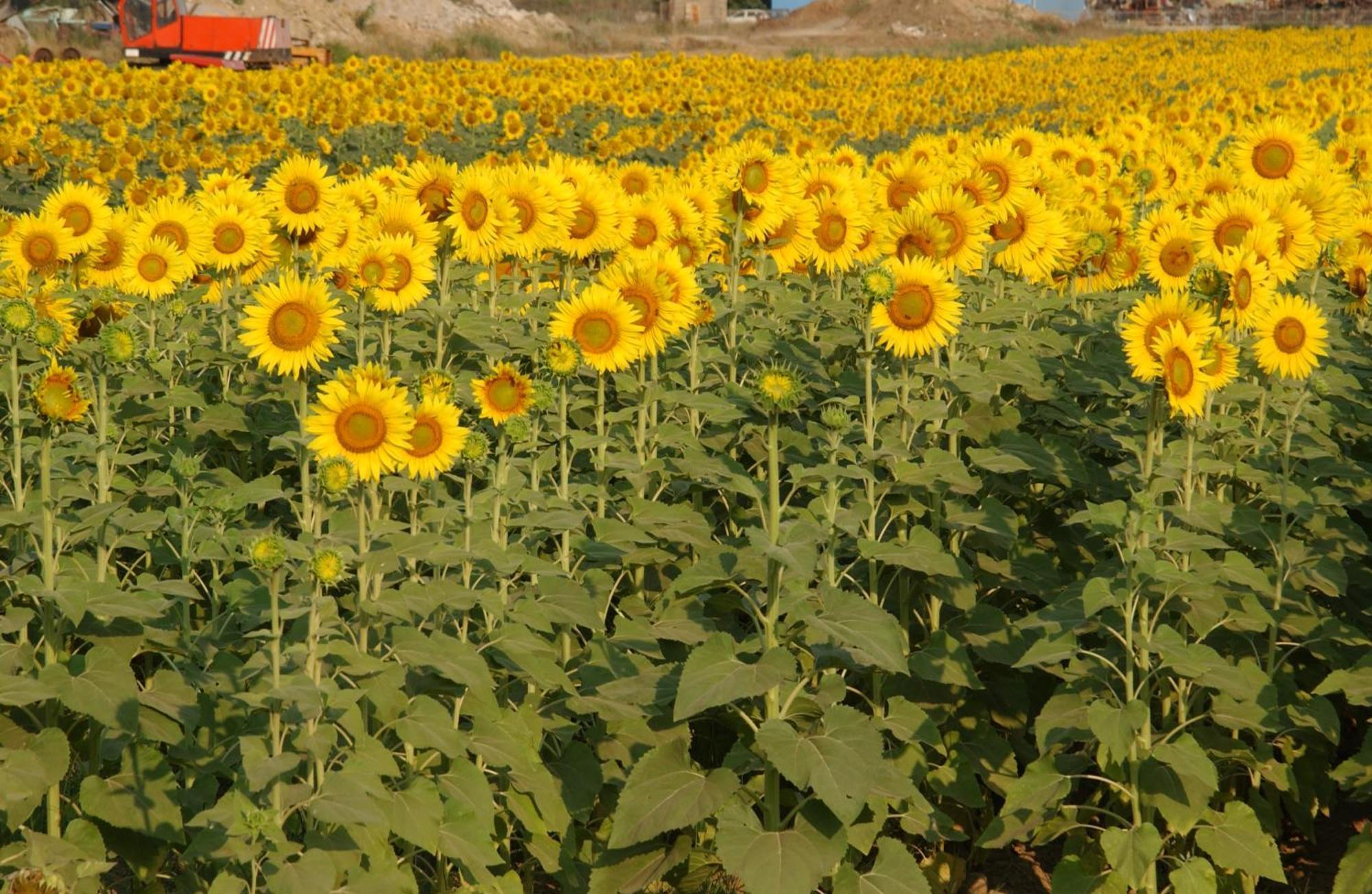 Agriturismo Gli Etruschi بوبولونيا المظهر الخارجي الصورة